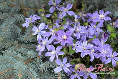 Clematis hybrid 'Arabella' | Arabella Clematis | Jim Whiting Nursery