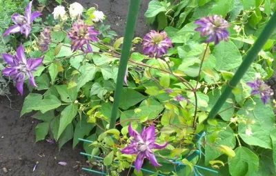 Клематис 'Астра Нова'. (Clematis 'Astra Nova') ІІІ группа купить в  интернет-магазине ЦВІТСАД с доставкой по Украине