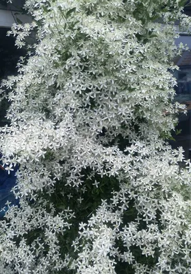 Мелкоцветковый клематис - белое облако в саду. | Klumba-plus | Дзен