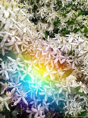 Клематис Фаргезиоидес Летний снег — Рассада цветов и овощей.