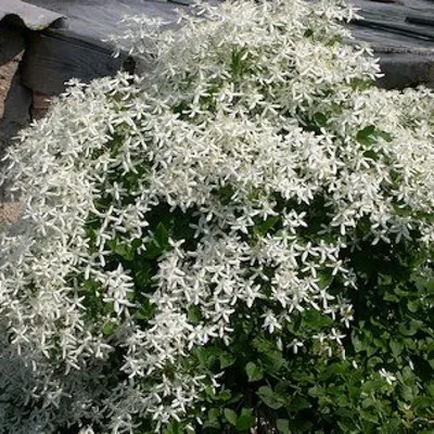 Клематис мелкоцветковый белый, 2-х летние саженцы, с отличной корневой  системой. Осталось несколько — купить в Красноярске. Садовые цветы на  интернет-аукционе Au.ru