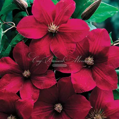 Clematis, Ernest Markham (red) - Burpee