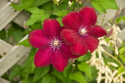 Clematis dark red hi-res stock photography and images - Alamy