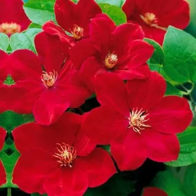 Niobe Clematis Vine -Deep Ruby Red - Majestic - 2.5\" Pot - Hirt's Gardens