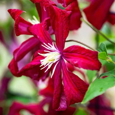Red clematis hi-res stock photography and images - Alamy