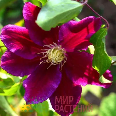Charmaine Evipo022 (N) - Clematis Vines - Donahue's Greenhouse