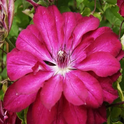Clematis Rebecca | Brushwood Nursery, Clematis Specialists
