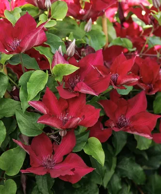 Velvety Crimson Flowers Clematis Red Cardinal Vine Live Plant 2.5\" Pot  Garden | eBay