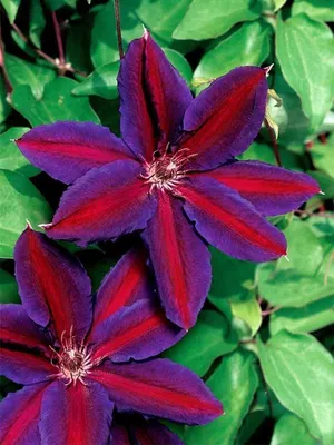 Red/Rouge Cardinal Clematis Vine - Velvety Crimson Flowers - 2.5\" Pot -  Hirt's Gardens