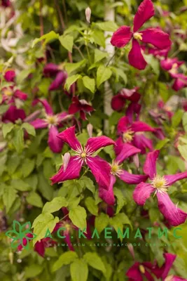 Picardy Clematis | Plant Addicts