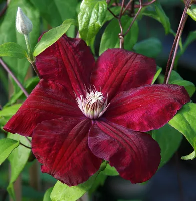 Rouge Cardinal Clematis | Shop Flowering Vines | Spring Hill – Spring Hill  Nursery