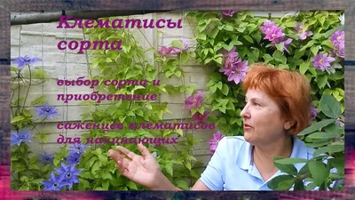 Клематис летний снег: фото с возможностью скачать в png