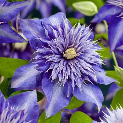 Клематис Multi Blue — Мульти Блю — Рассада цветов и овощей.