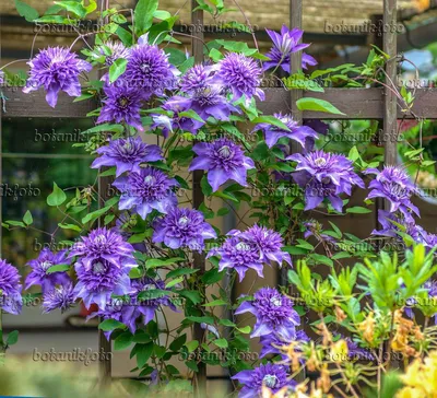 Image Clematis (Clematis Multi Blue) - 575064 - Images of Plants and  Gardens - botanikfoto