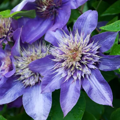 Clematis (Clematis Multi Blue), Waldrebe (Clematis Multi Blue Stock Photo -  Alamy