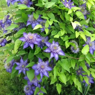 Multi-Blue Clematis | Plant Addicts