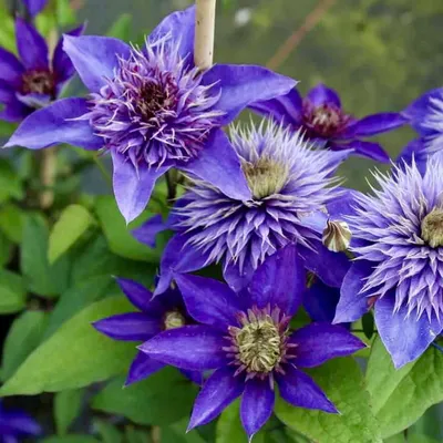 Clematis Multi Blue Navy Blue Double Flower Outdoor Garden 2.5\" Pot | eBay