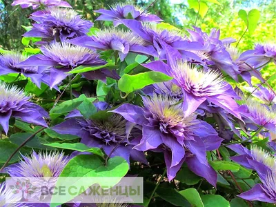 Clematis Standard Multi Blue - 1 Starter Plant 1 Year Plug - Longfield  Gardens