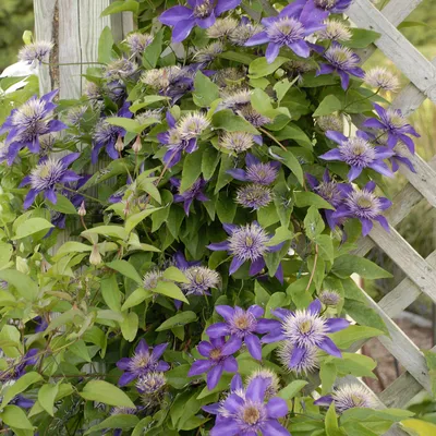 Clematis Multi-Blue - Buy Clematis Perennials Online