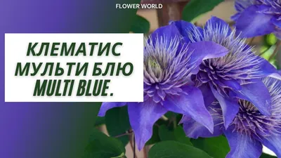 Clematis 'Multi-Blue' – gardeninacity