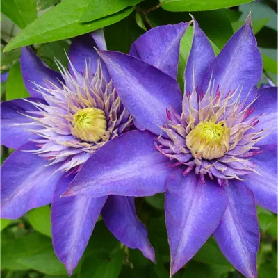 Clematis 'Multi Blue' — Newlands Garden Centre