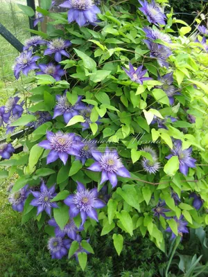 Multi Blue Clematis Vine | American Meadows