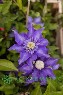 https://xn--80atieq.xn--p1ai/klematis-multi-blyu-clematis-multi-blue/