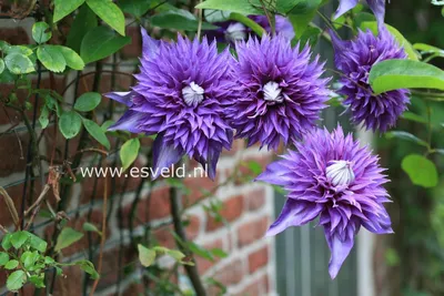 Клематис Мульти Блю. (Clematis Multi Blue) купить в интернет-магазине  ЦВІТСАД с доставкой по Украине