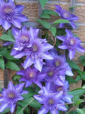 Multi Blue Clematis - NEW! - Navy Blue Double Flower - 2.5\" Pot - Hirt's  Gardens