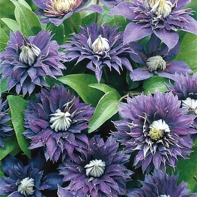 Multi-Blue Clematis, Clematis x 'Multi-blue', Monrovia Plant