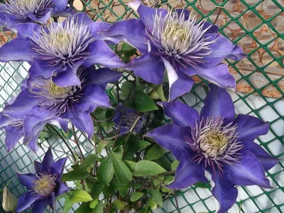 Picture and description of Clematis 'Multi Blue'