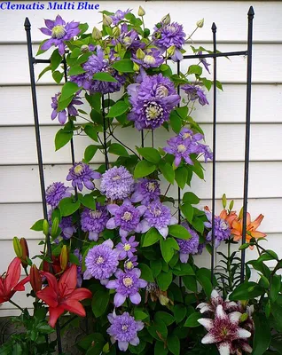 Multi Blue Clematis: Flowering Vines from Gurney's
