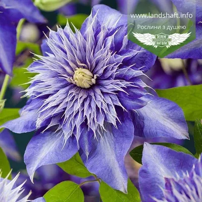 Clematis 'Multi Blue', Клематис 'Мульти Блу'|landshaft.info