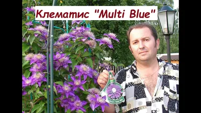 Клематис Multi Blue (Мульти Блю) махровый гор 0.8л (ID#466169214), цена:  220 ₴, купить на Prom.ua
