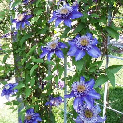 Multi Blue Clematis Vine | American Meadows