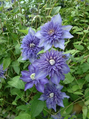 Photo of the entire plant of Clematis 'Multi Blue' posted by Joy -  Garden.org