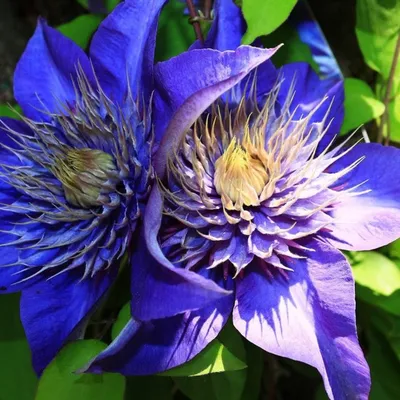 Amazon.com : Votaniki Multi Blue Clematis Roots for Planting - Perennial,  Long Lasting Flower | Multi Blue Clematis - Starter Plants Ready for Garden  | Blue Flowering Vine, Easy to Grow (2