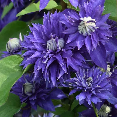 Clematis Multi Blue Navy Blue Double Flower Outdoor Garden 2.5\" Pot | eBay