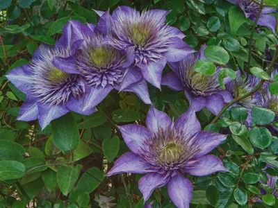 Clematis Multi Blue - Perfect Garden