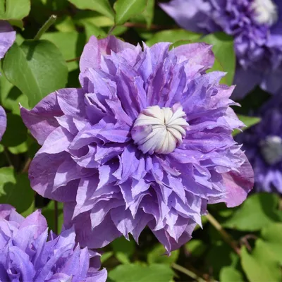 Clematis Multi Blue