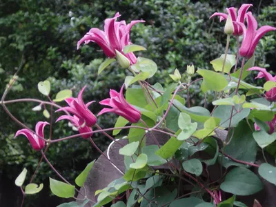 Clematis 'Princess Diana' — Википедия