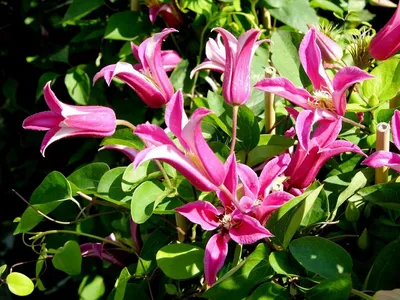 Clematis 'Princess Diana' 70cm - One Click Plants