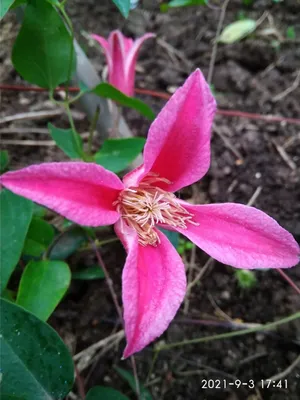 Клематис гибридный Принцесса Кейт. Краткий обзор, описание характеристик  clematis Princess Kate - YouTube