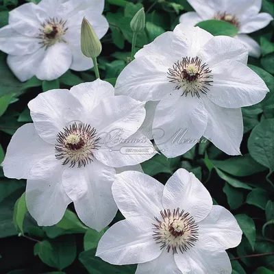 Клематис Руж Кардинал ( 300 см, цветок до 15 см, 3 группа) - Незабудка