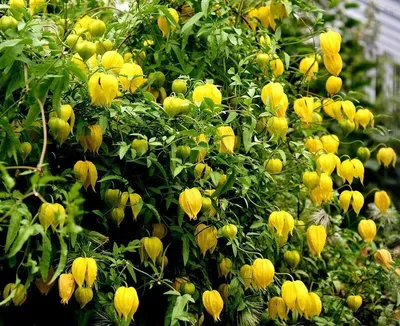 Клематис тангутский – вьющийся многолетник с соцветиями-колокольчиками |  Идеи для уютного сада | Дзен