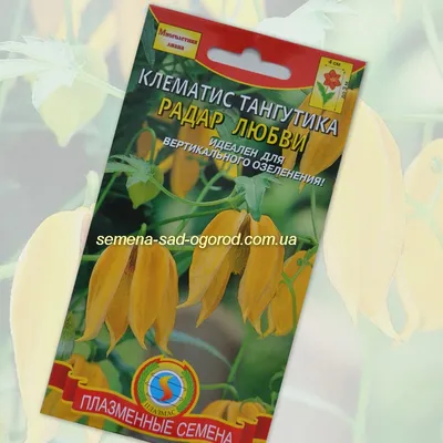 Клематис тангутский – вьющийся многолетник с соцветиями-колокольчиками |  Идеи для уютного сада | Дзен