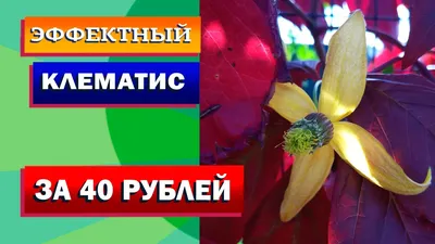 Клематис тангутский | Сравнить цены и купить на Prom.ua
