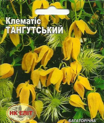 Клематис (Ломонос) мелкоцветковый - «Неприхотливая лиана, салатовый ажур  для создания садовой вертикали! » | отзывы