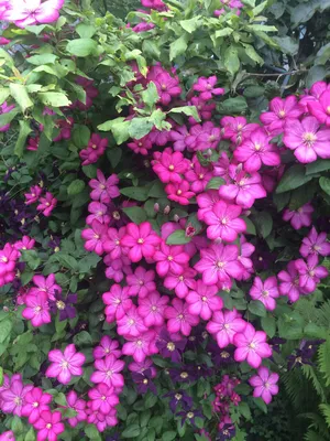 Клематис (Ломонос) мелкоцветковый - «Неприхотливая лиана, салатовый ажур  для создания садовой вертикали! » | отзывы
