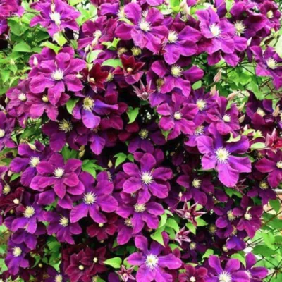 Clematis 'Stasik'... stock photo by Visions, Image: 0179321